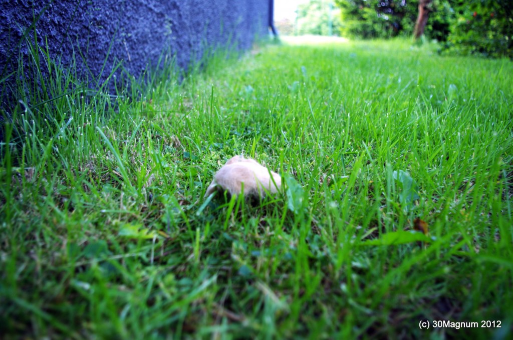 it's a TRIBBLE