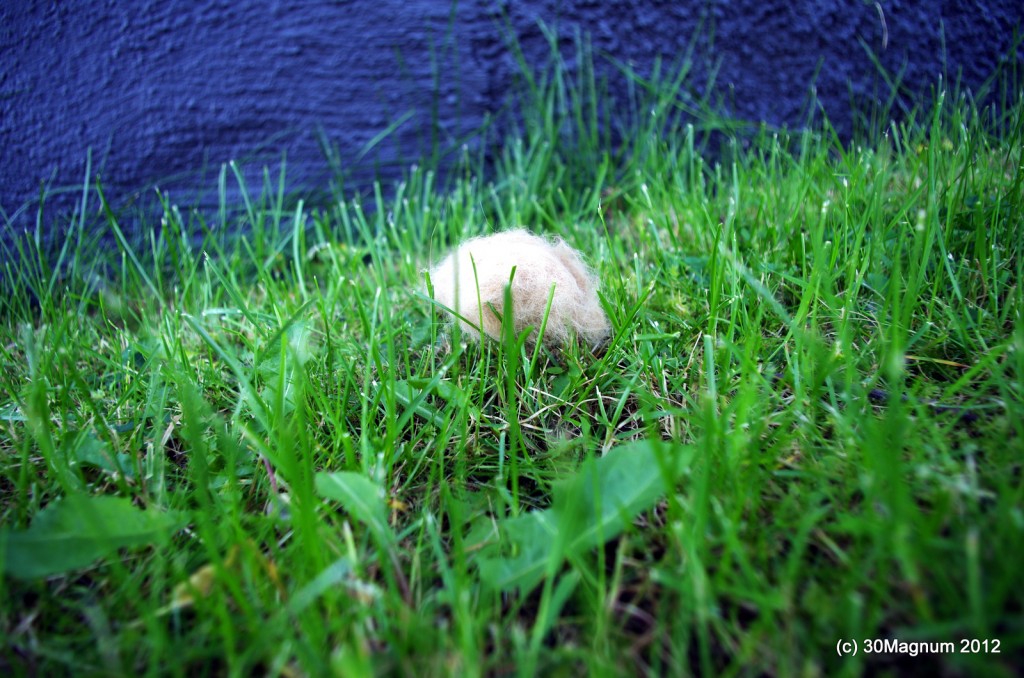 a little new born Tribble